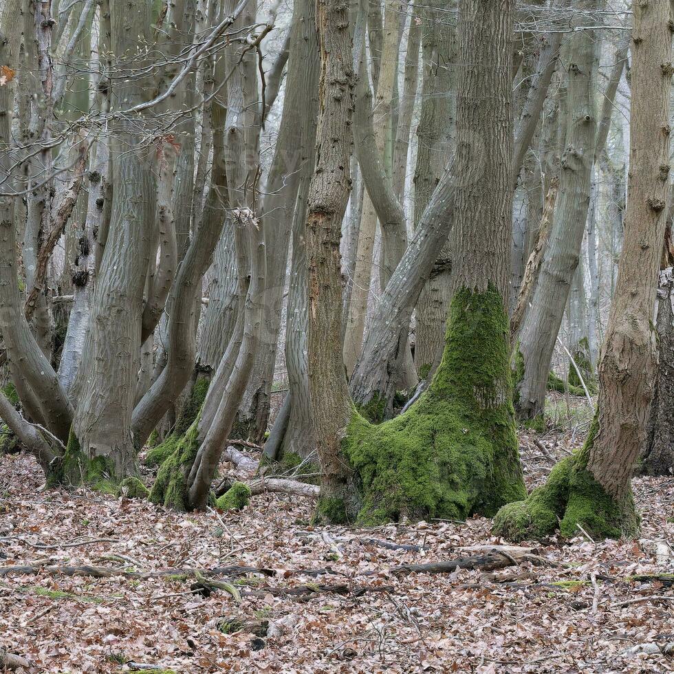 Old Woodland with base of trees covered with moss photo