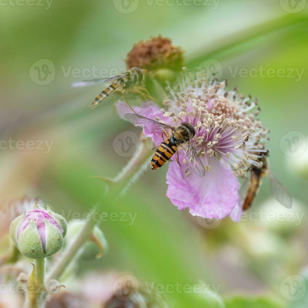 Hoverflies exploring wildflowers photo