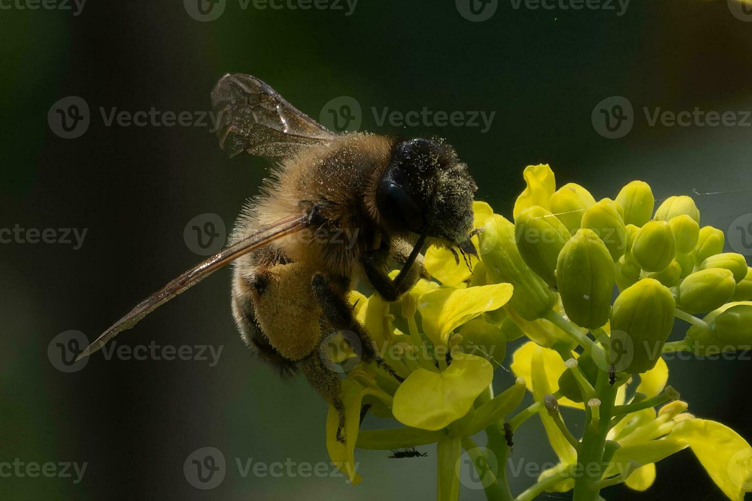 White tailed bumble bee exploring a rapeseed flower photo