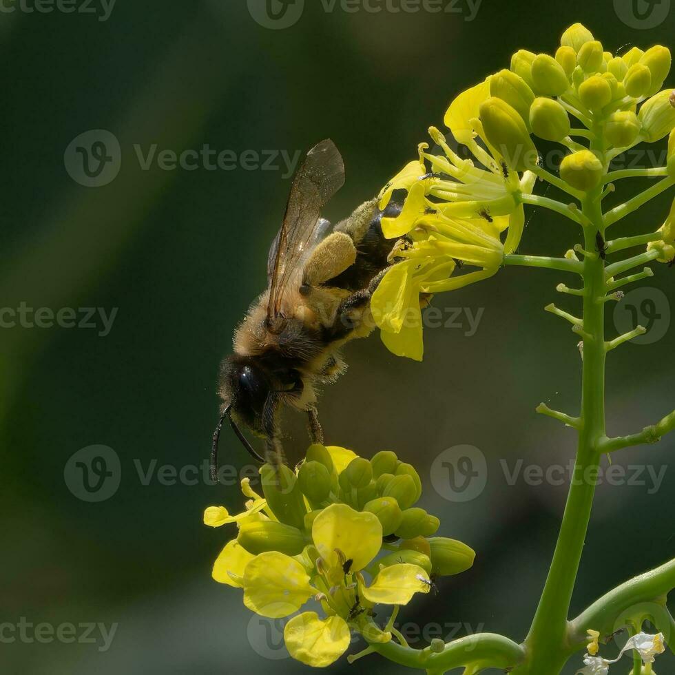 Bee gathering pollen and nectar photo