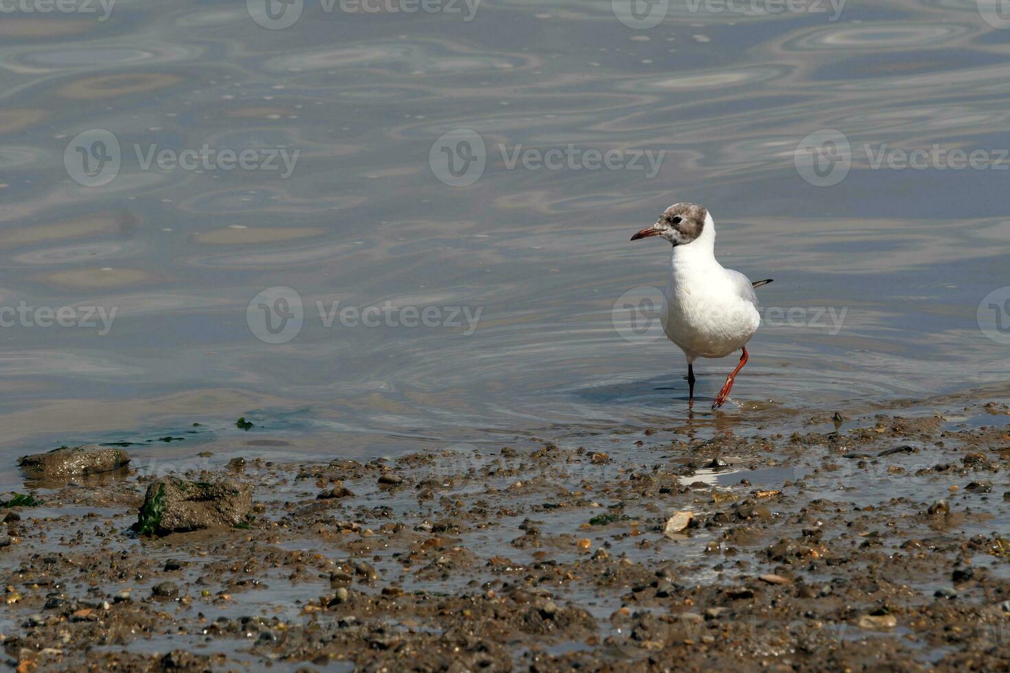 Black headed gull on rivers edge looking left photo