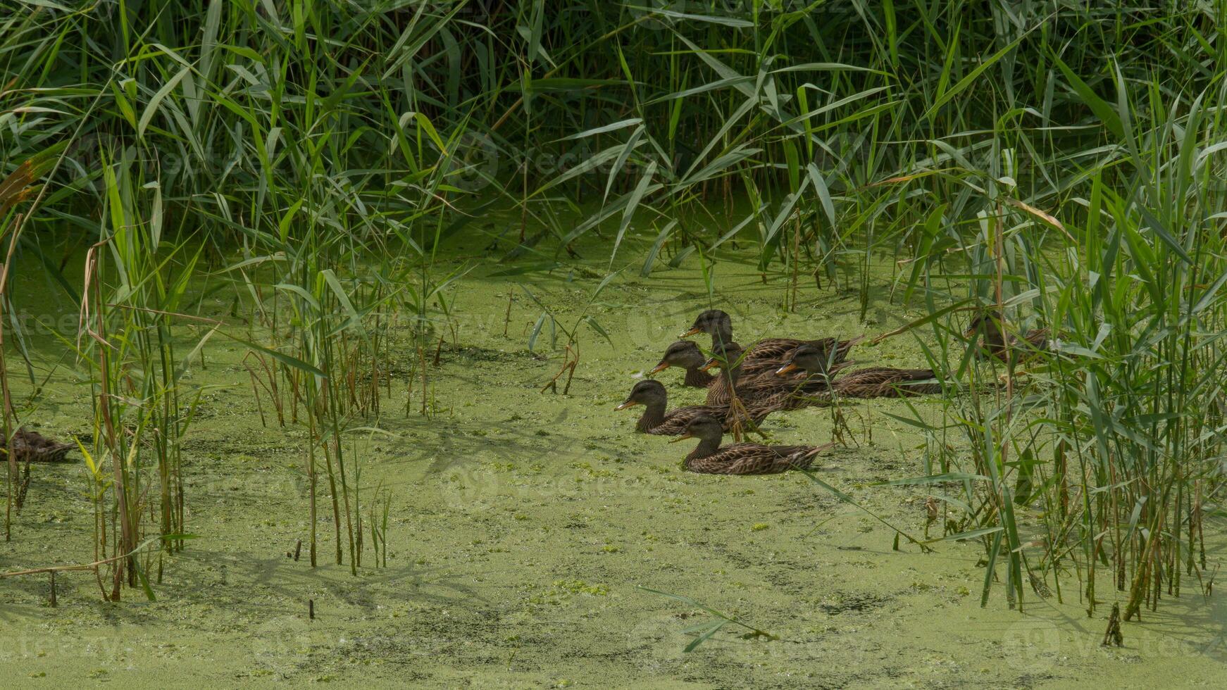 Ducklings explore reeds of an algae covered pond photo