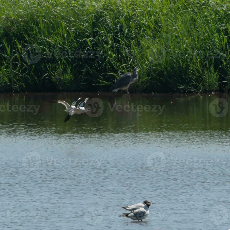 Oystercatchers arriving at Trimley Marshes photo