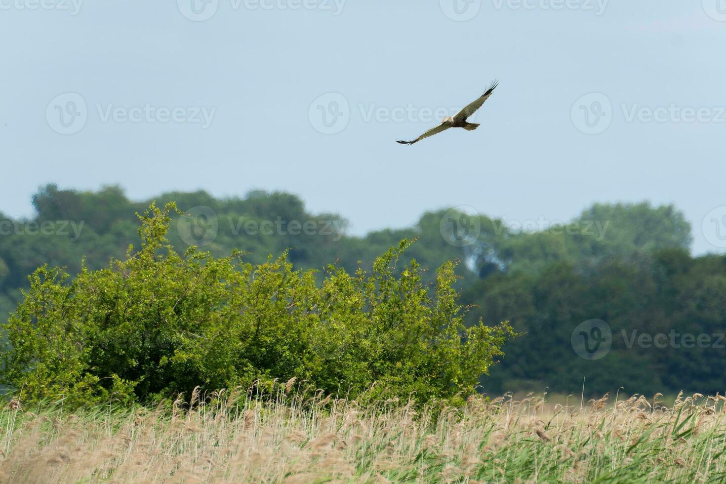 Bird of prey hunting over marshes photo