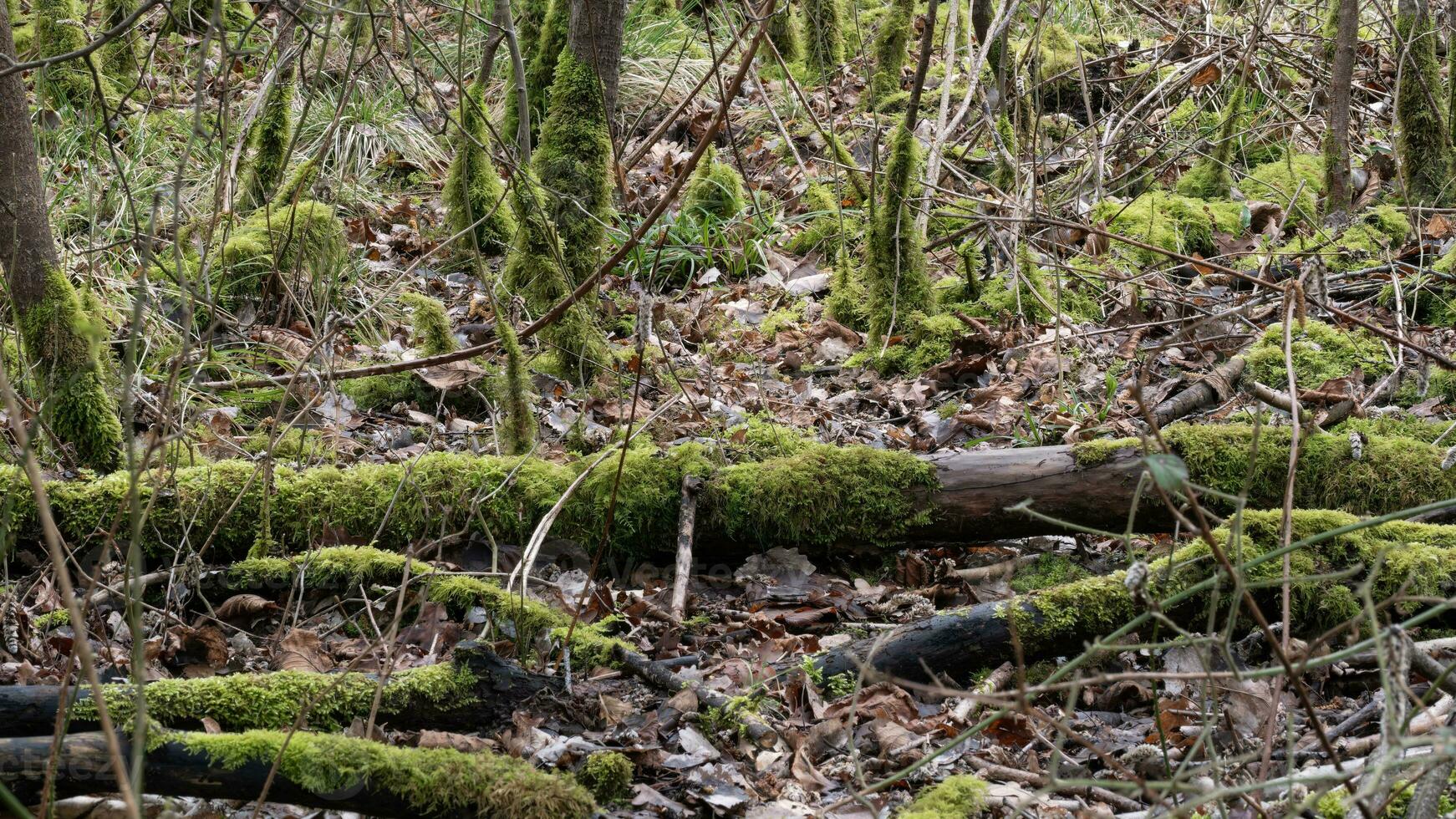 Moss covered dank forest floor photo