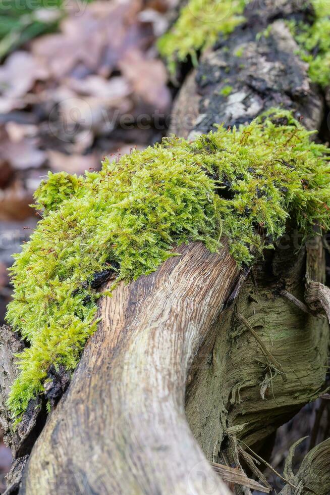 Moss creeping over a fallen branch photo