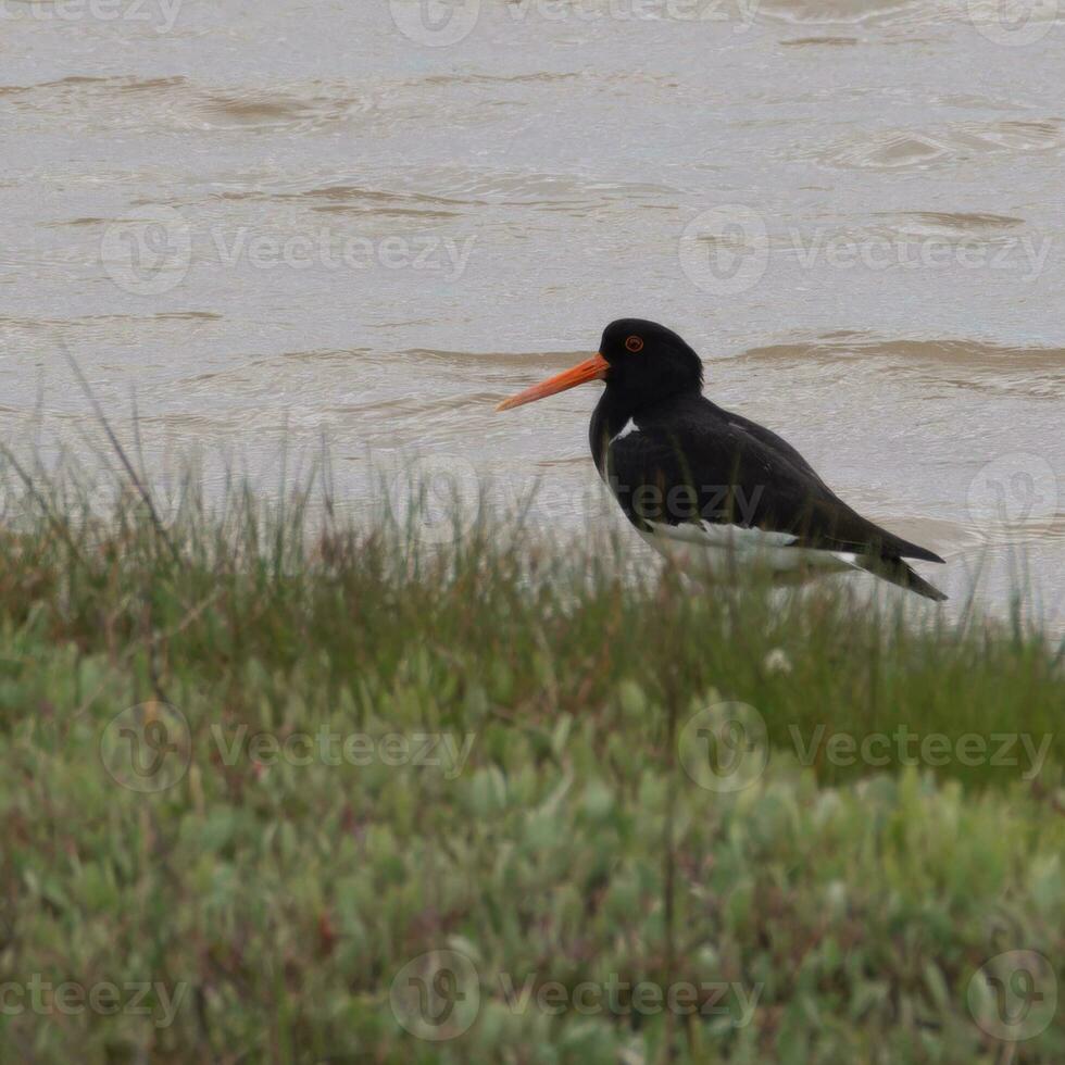Oyster catcher wading in marshes photo