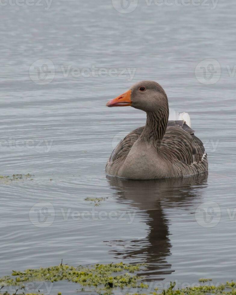 Greylag goose swimming on a freshwater lake photo