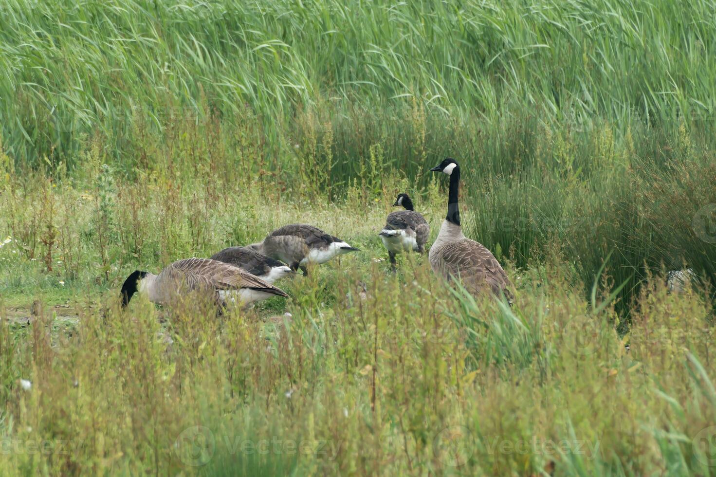 Canadian geese seeking out a meal in Marshland photo