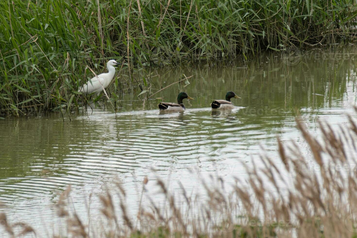 Egret and ducks in a rural dyke photo