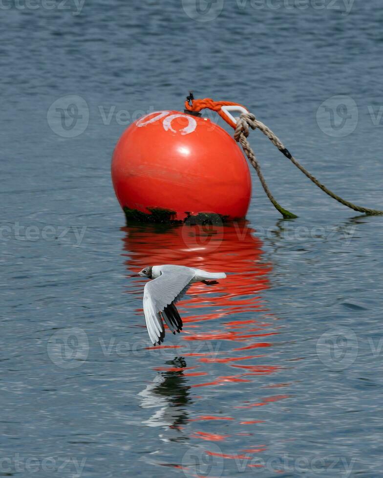 Low flying Gull with contrasting vivid mooring buoy photo