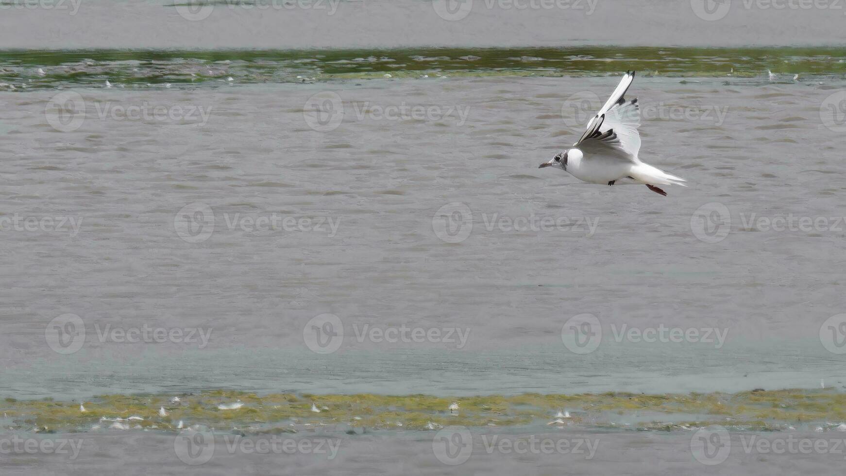 Black headed gull in flight over lake photo