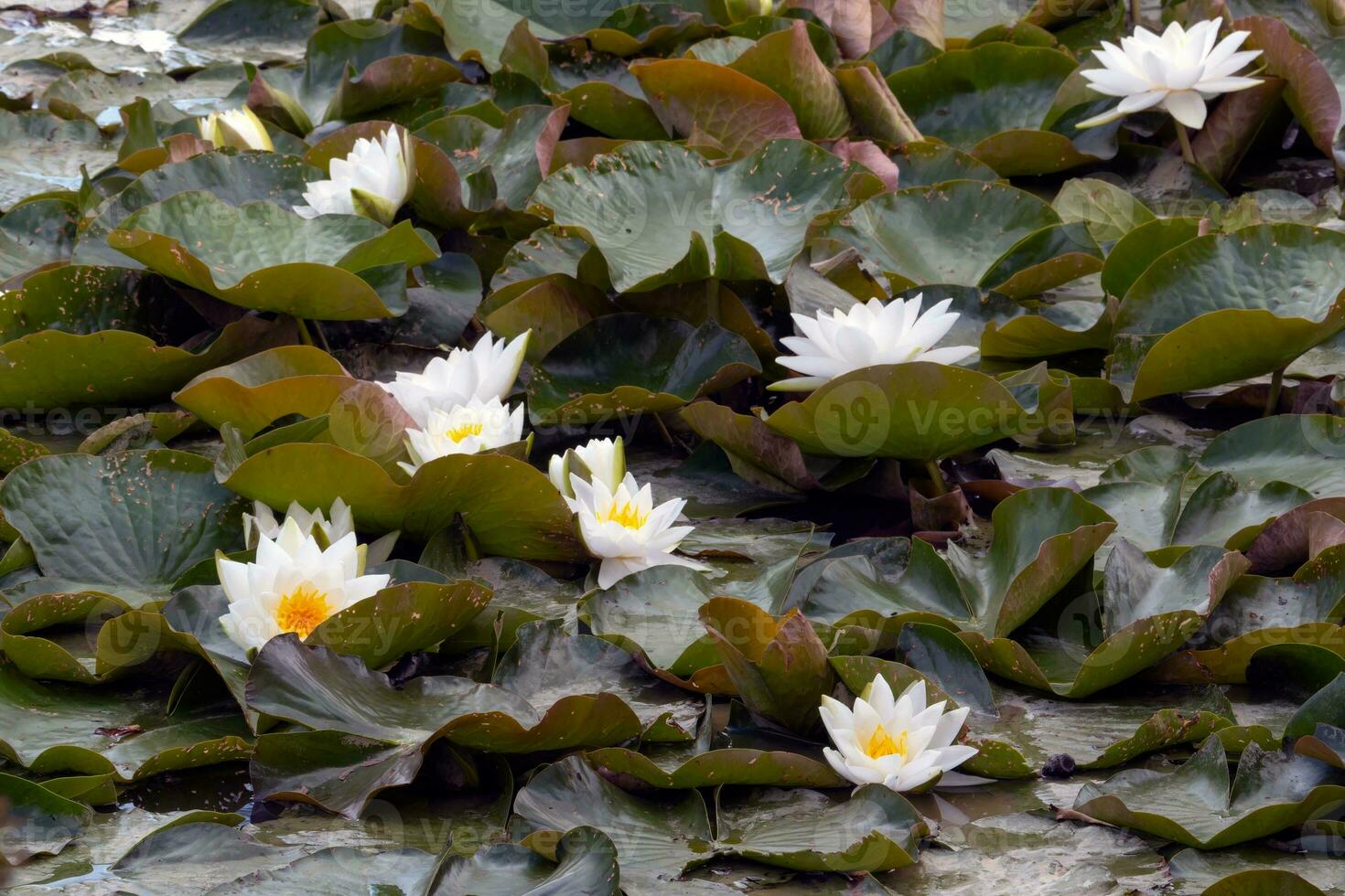 Beautiful white water lillies in full bloom photo