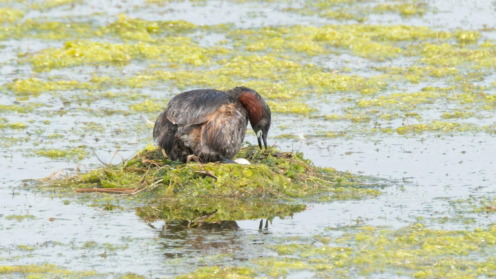 Little Grebe tending her eggs in her floating nest photo