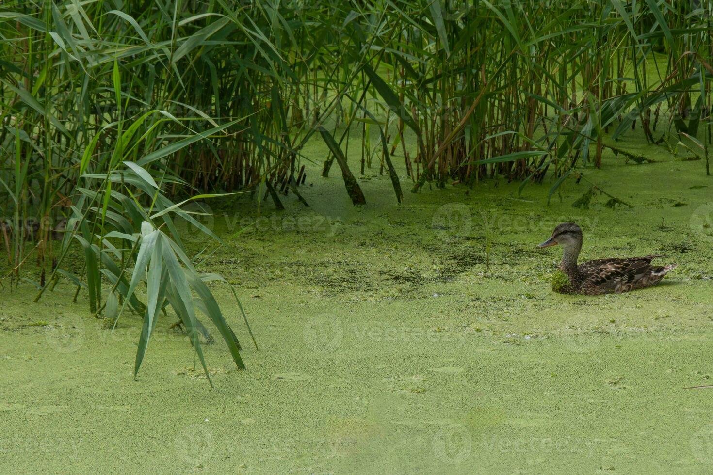 Pato nadando mediante grueso algas cubierto pantano foto