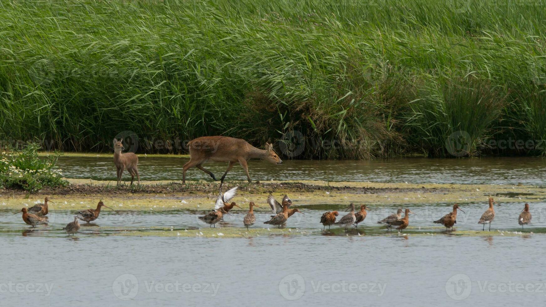 Chinese water deer fawn and adult photo