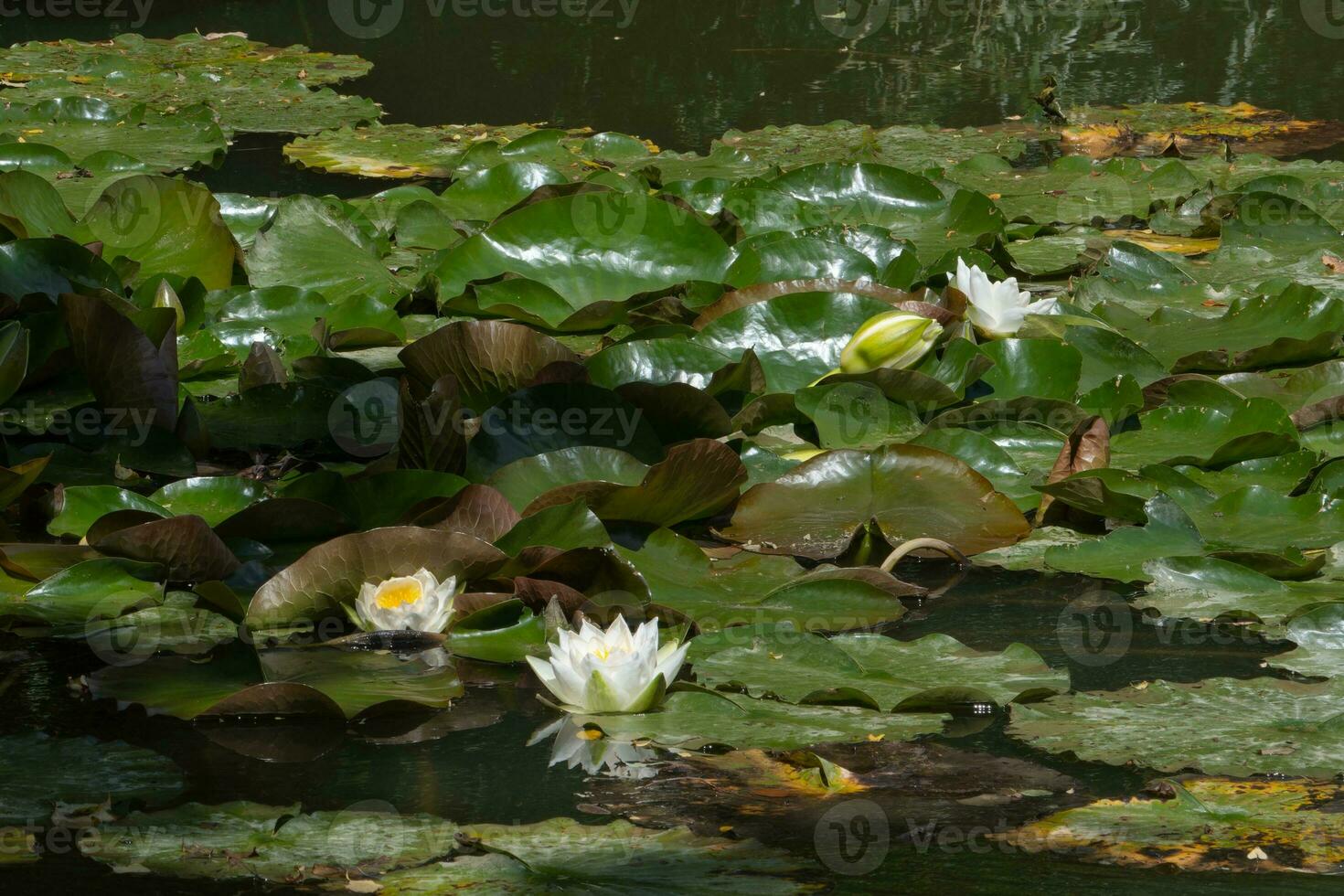 Beautiful water lillies in full bloom photo