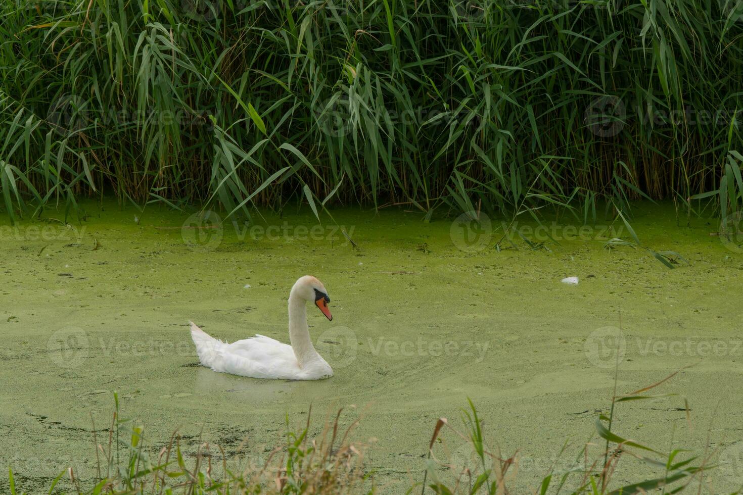 Swan swimming alone through thick green algae photo