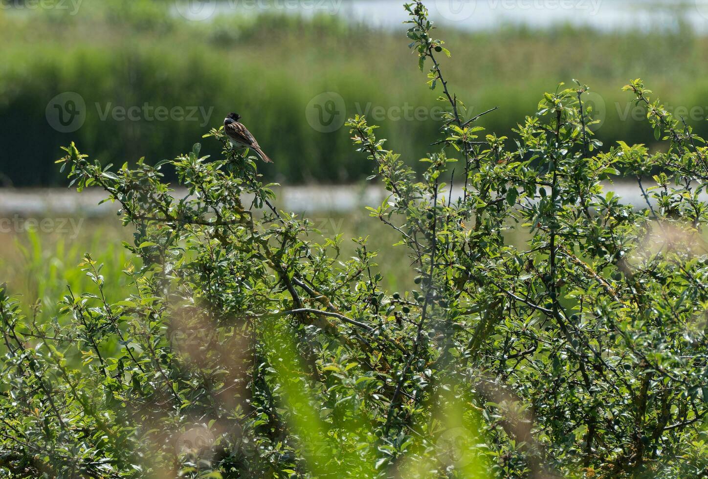 Reed Bunting perched on an Elder tree photo