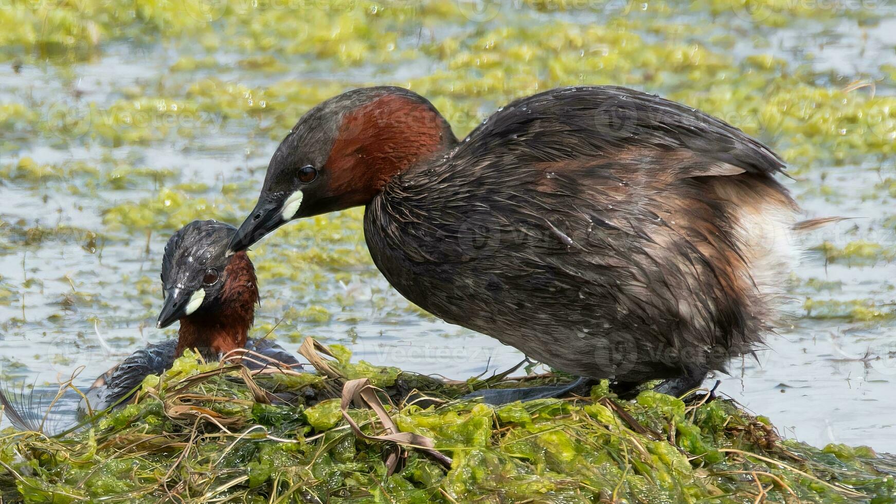 Little Grebes tending their nest photo