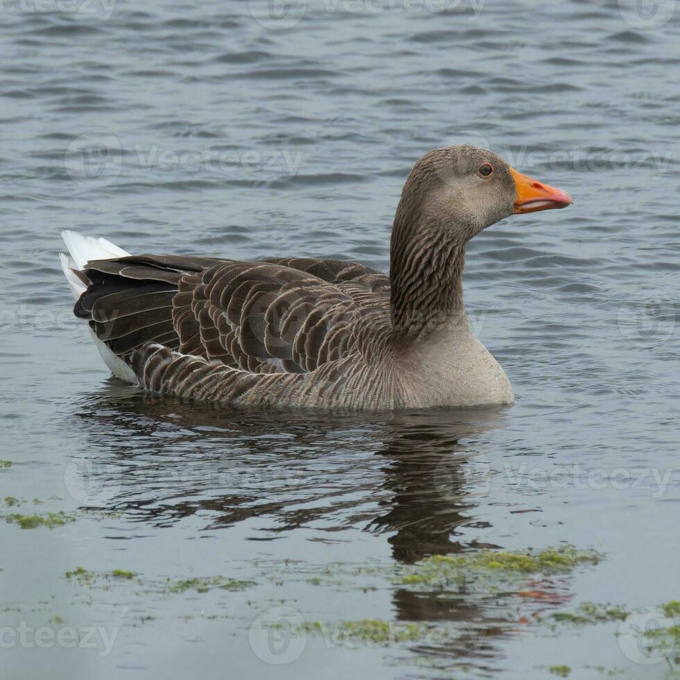 Greylag goose swimming on a freshwater reservoir photo