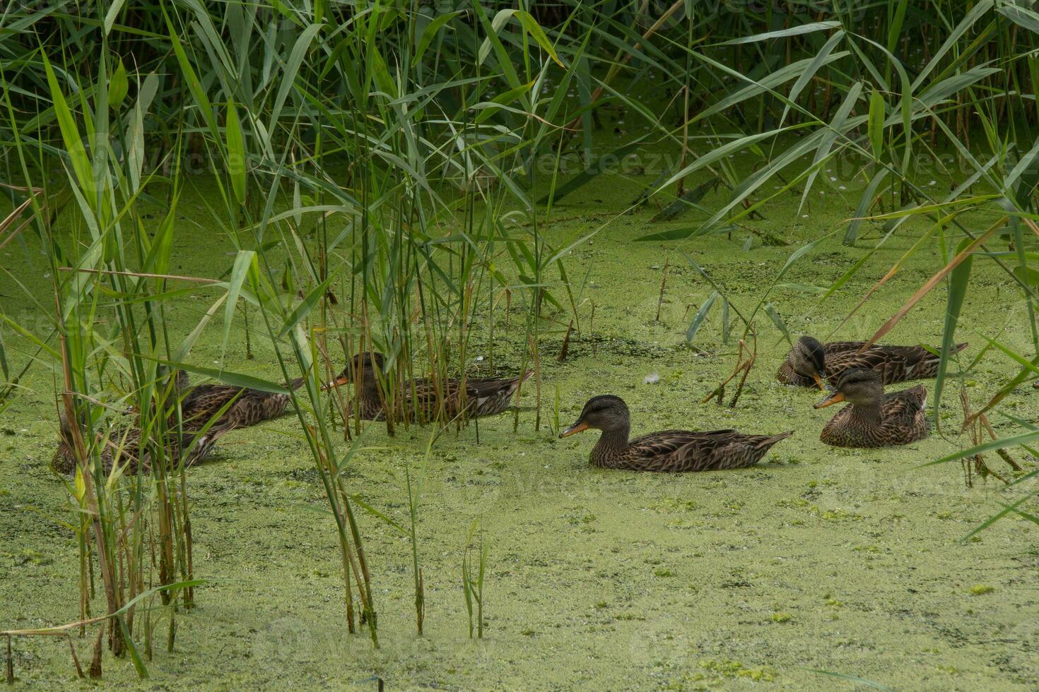 Family of young ducks on algae covered wild pond photo