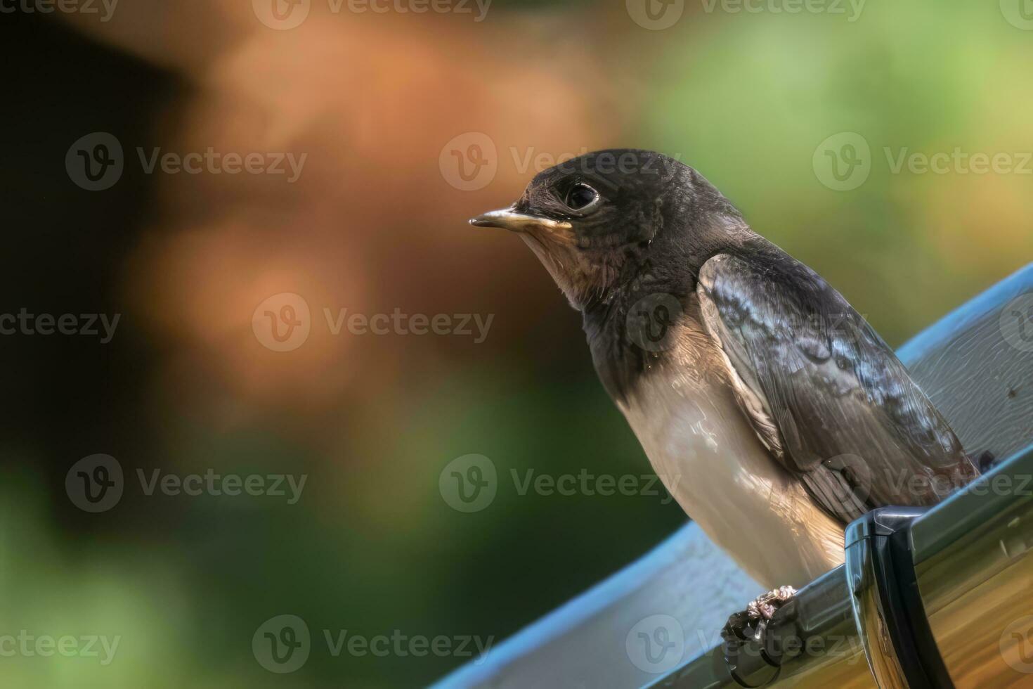 Swallow perched on a roof gutter photo