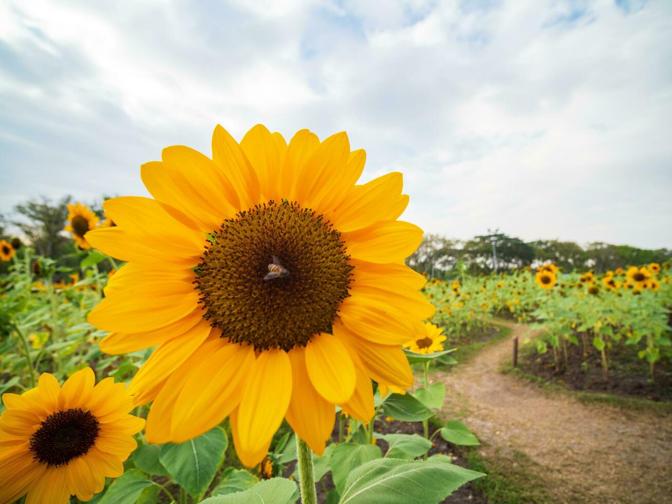 landscape viewpoint for Summer season Yellow sunflowers are in full bloom in Garden farm Rot Fai Park, Bangkok with blue sky, white clouds. Look comfortable and feel relaxed when you see it. photo