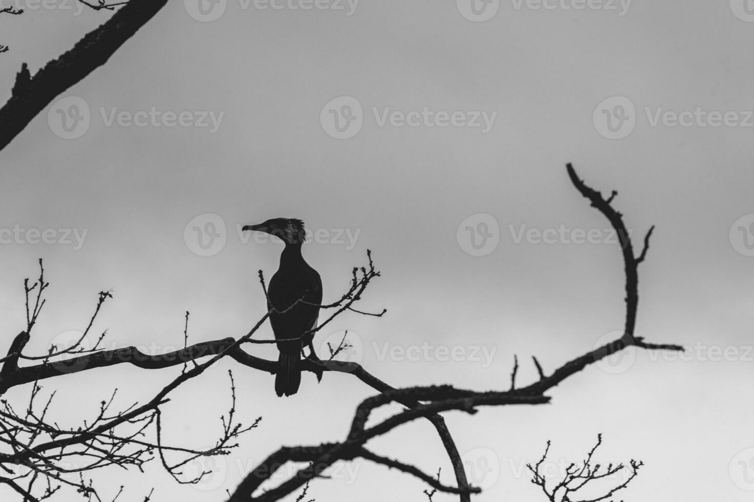 cormorán sentado en un rama en wassenar, el Países Bajos. foto