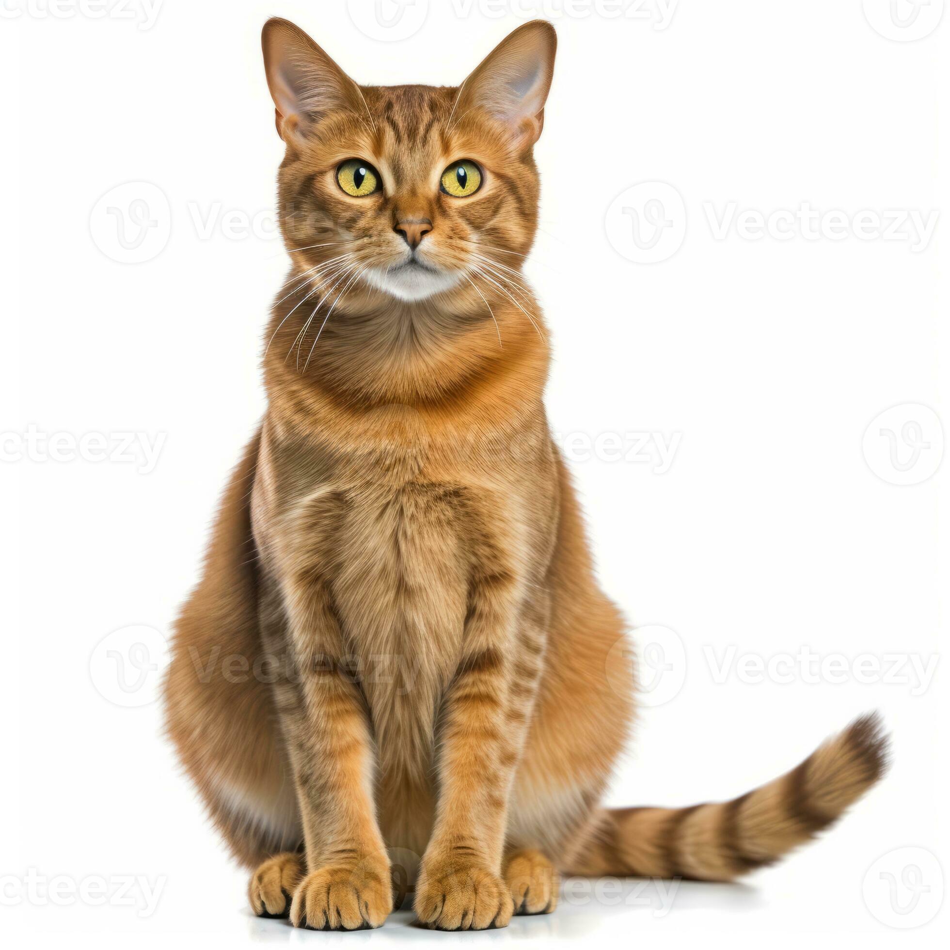 an orange tabby cat sitting in front of a white background generative