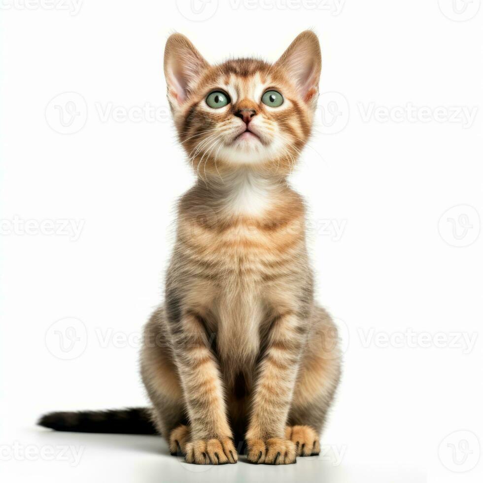 an orange tabby kitten sitting on a white background generative AI photo