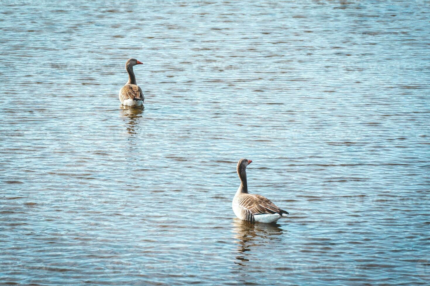 Two geese in the water in Wassenaar, The Netherlands. photo