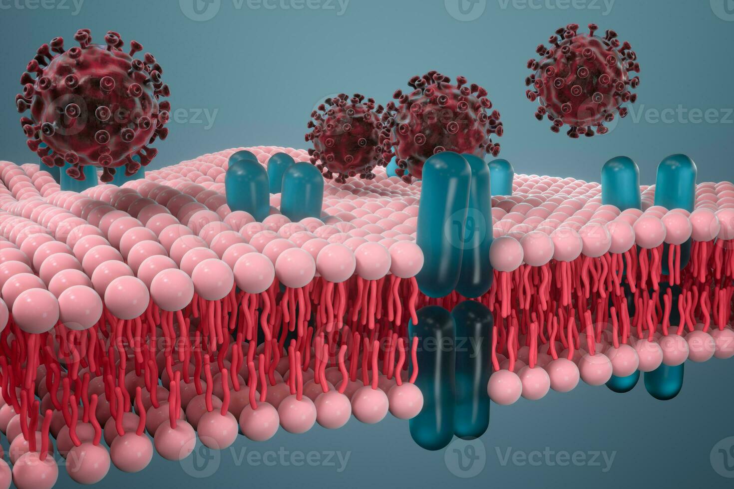 Cell membrane and coronavirus, medical concept, 3d rendering. photo