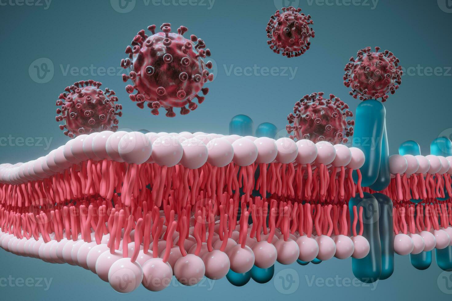 Cell membrane and coronavirus, medical concept, 3d rendering. photo