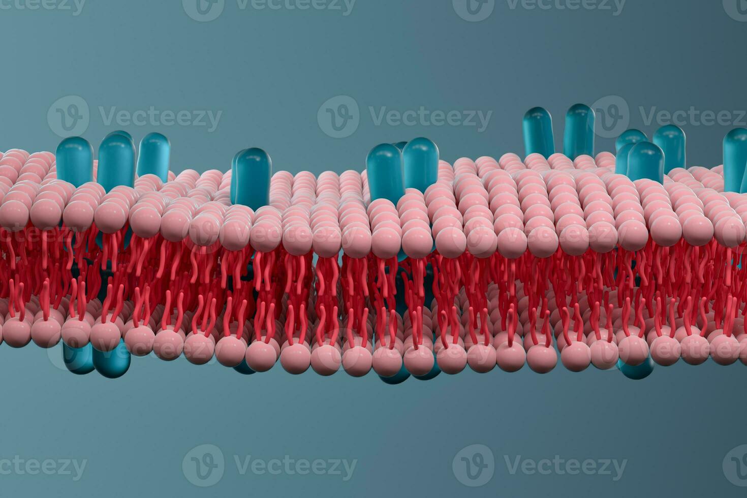 Cell membrane and biology, biological concept, 3d rendering. photo