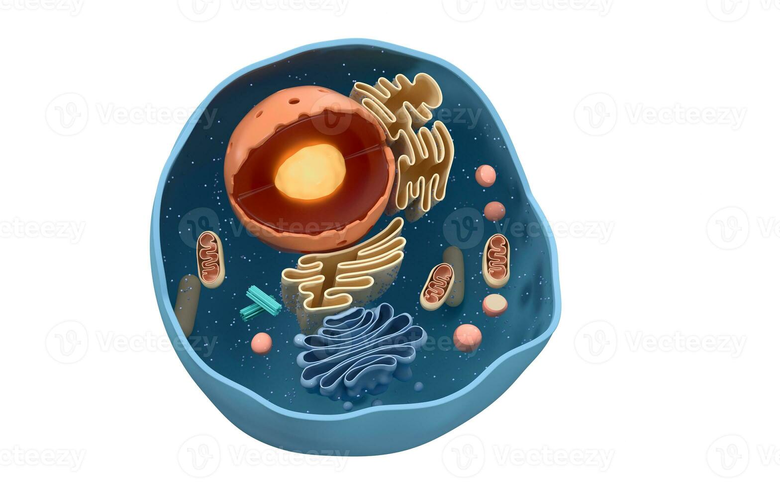 Internal structure of an animal cell, 3d rendering. Section view. photo