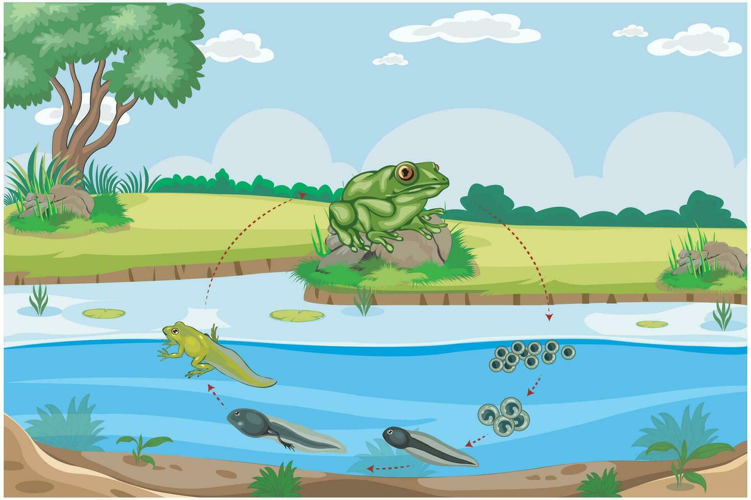 Life cycle of frog with distinct stages involve Eggs, tadpoles, metamorphosis and adult frogs vector