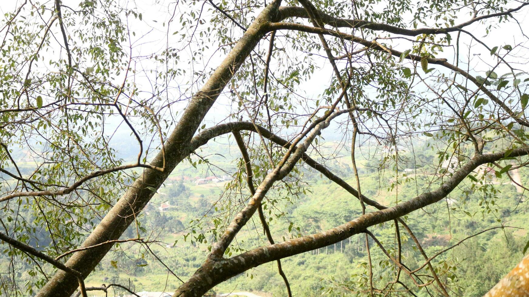 View of shady tree trunks on a hill photo