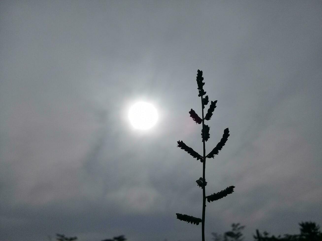 plantas con un brillante Luna y oscuro nubes foto