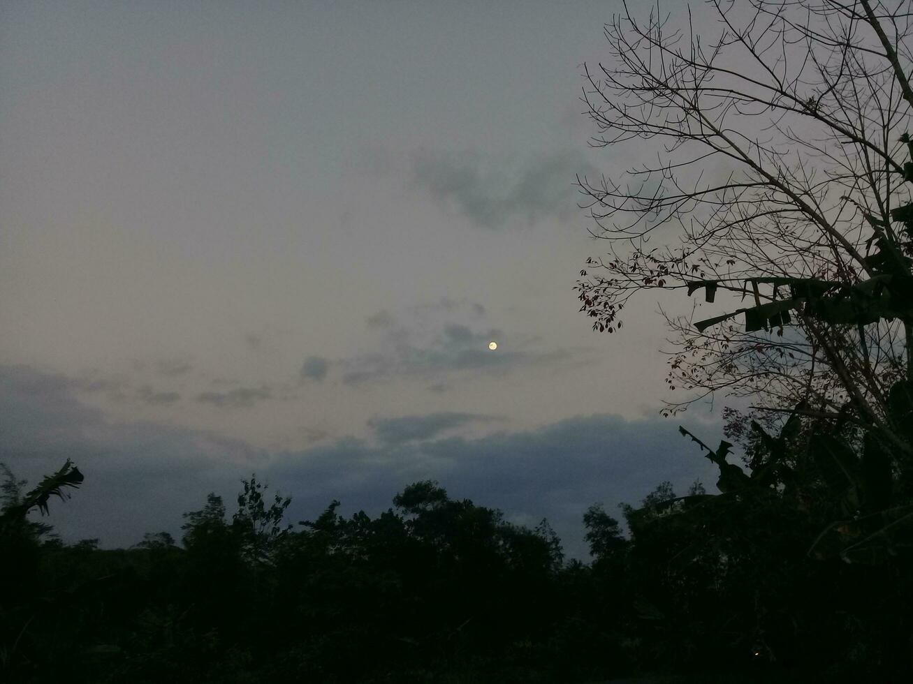 View of trees and dark clouds photo
