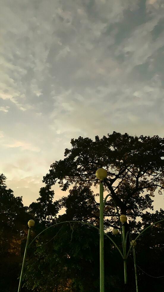 View of shady trees on the playground photo