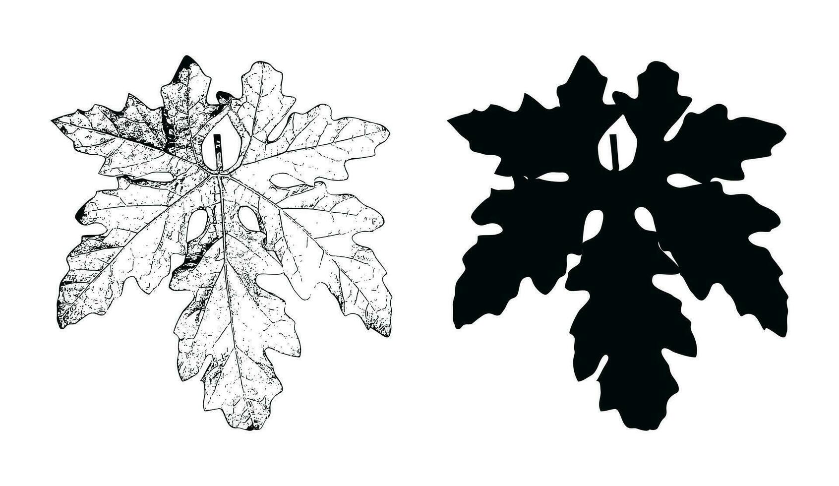two black and white drawings of leaves, maple leaf vector black and white color
