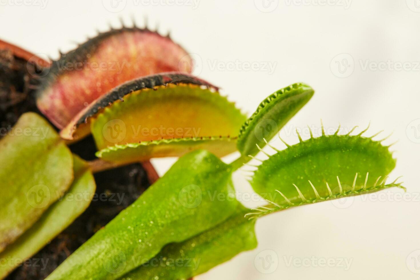 dionaea muscipula Venus atrapamoscas es carnívoro planta, carnívoro planta para atrapando insectos foto