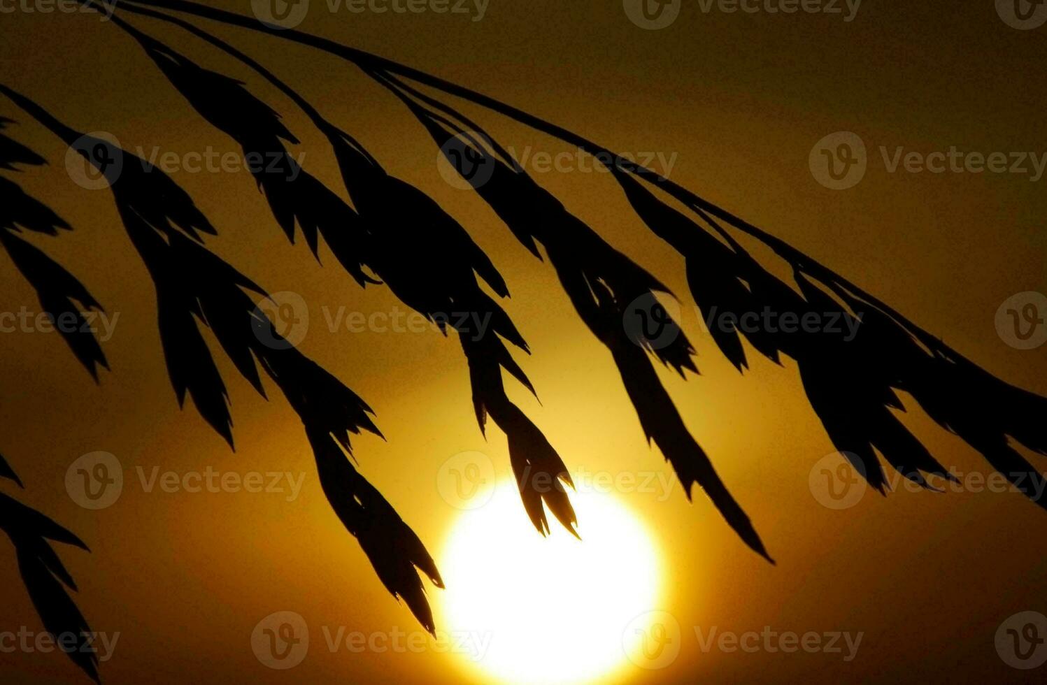 Tropical sea sunset tree sky view background photo