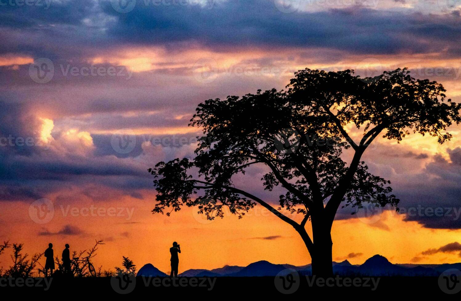 tropical mar puesta de sol árbol cielo ver antecedentes foto