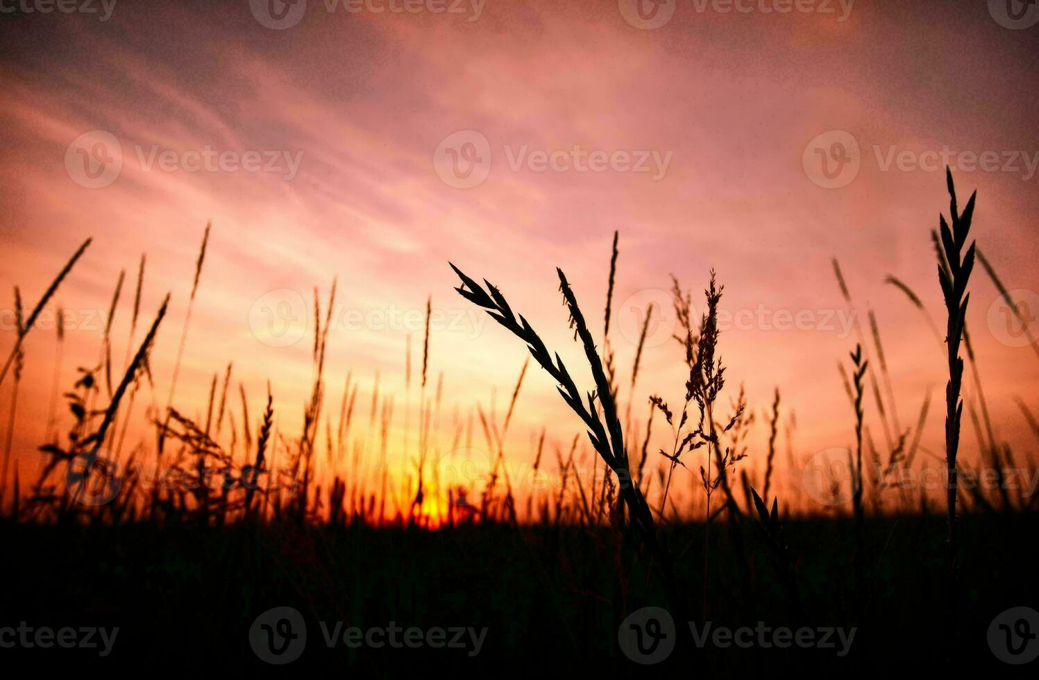 Tropical sea sunset tree sky view background photo