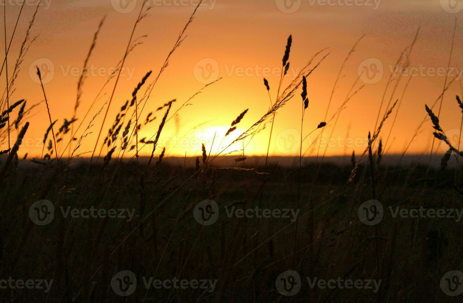 Tropical sea sunset tree sky view background photo