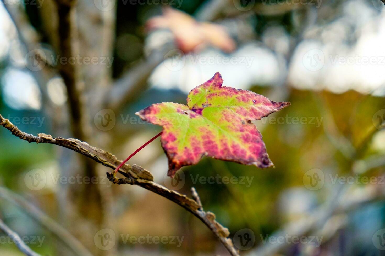 Maple single dry sear leaf beautiful on branch photo