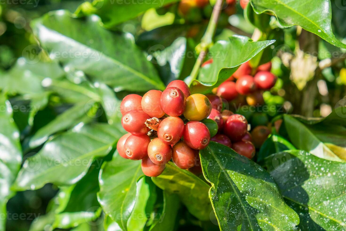 Coffee beans arabica ripe on a tree photo