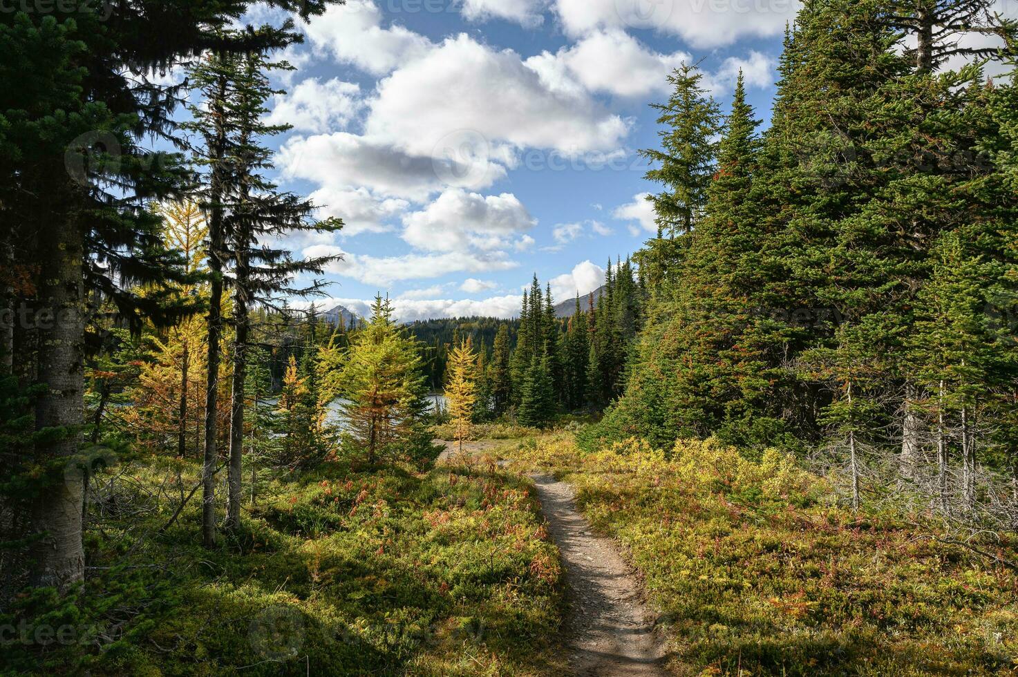 Hiking trail with autumn forest and lake with blue sky in provincial park photo
